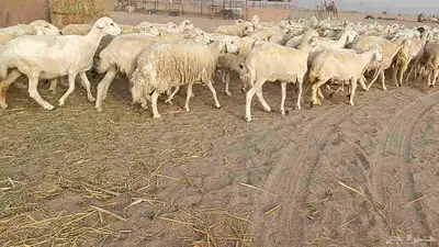 العدد 120 رأس دفيع ومضاريع أسنانها مراح 5
