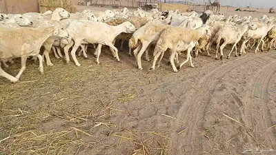 العدد 120 رأس دفيع ومضاريع أسنانها مراح 6