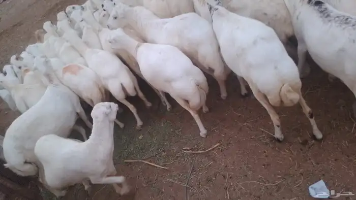 ضان مقاني للبيع رفيديات لعداد 100 دفيع سالمه من جميع المشاكل 4