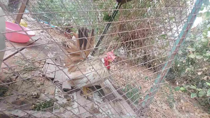 ديج جبانيز قزم للبيع 6