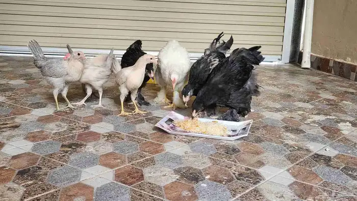 دجاج براهما عدد 4 دجاج فيومي عدد 4 تربية حوش شرط الصحه 0