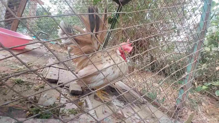 ديج جبانيز قزم للبيع 7