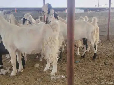 معزا هولنديات مزايين 2