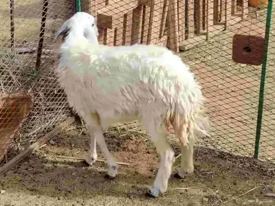 عدد اثنين طليان عمر خمسه شهور ورخل عمر خمسه شهور 1