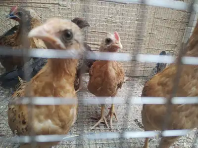 صوص دجاج البيع العدد 8 بلدي ونضيف سعر الحبه 10 2