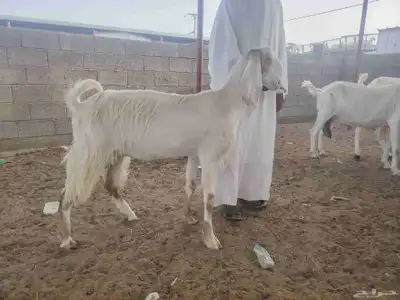 معزا هولنديات مزايين 6