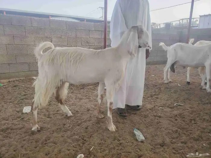معزا هولنديات مزايين 6