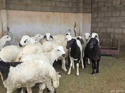 كباشة خرفان لحم وشحم 1