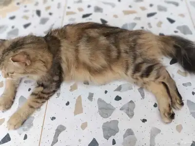 لقيتها مرميه وحامل احد يتبنها يكسب الاجر فيها مرا مسالمه 1