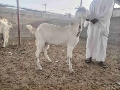 معزا هولنديات مزايين 5