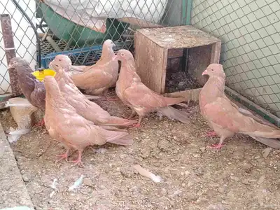 طبات حمام مصري 0