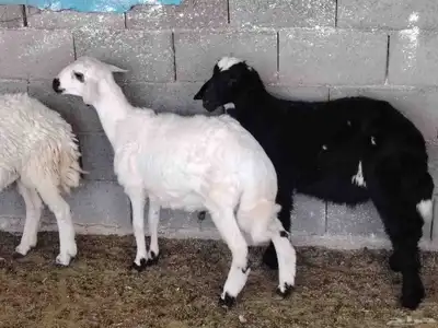 عدد اثنين طليان عمر خمسه شهور ورخل عمر خمسه شهور 0