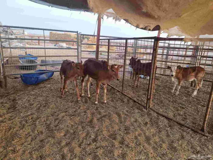عجول بلدي لباني 11