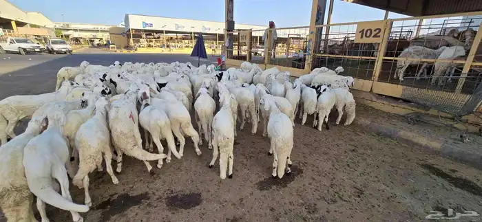ذبيحتك لباب بيتك مع التصوير باسمك كانك مختار الافضل بنفسك 6