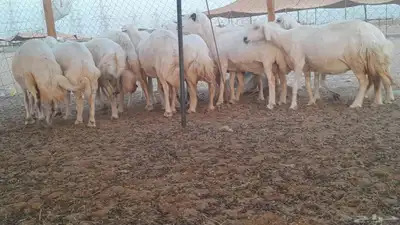 غنم حريات حرش دفيع 8