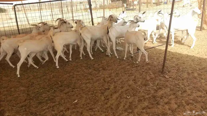 معزا بيشي طيبه 2