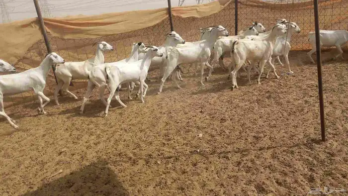 معزا بيشي طيبه 0