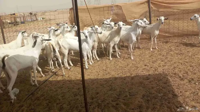 معزا بيشي طيبه 3