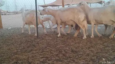 غنم حريات حرش دفيع 6
