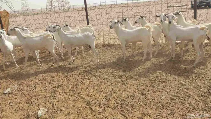 معزا بيشي طيبه 6