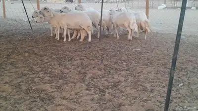 غنم حريات حرش دفيع 9