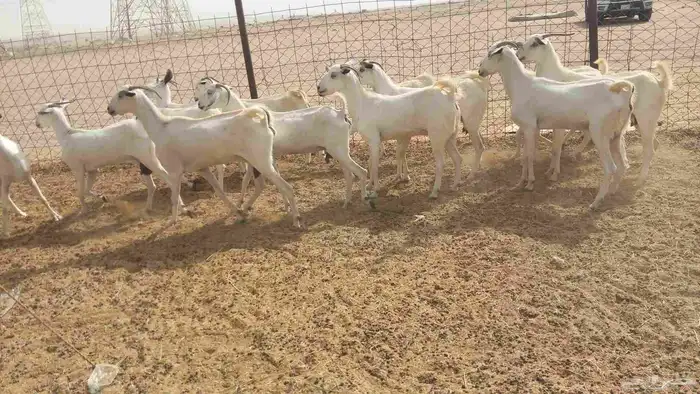 معزا بيشي طيبه 5