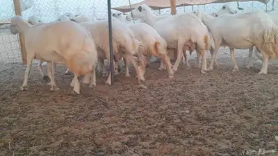 غنم حريات حرش دفيع 7