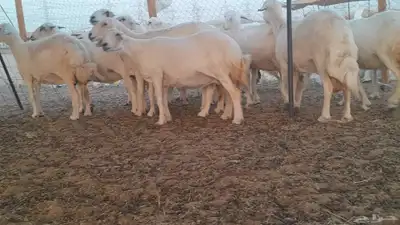غنم حريات حرش دفيع 3
