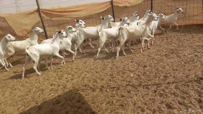 معزا بيشي طيبه 1