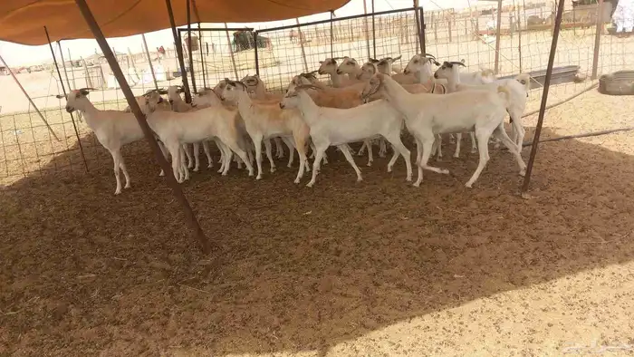 معزا بيشي طيبه 4