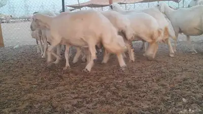 غنم حريات حرش دفيع 5