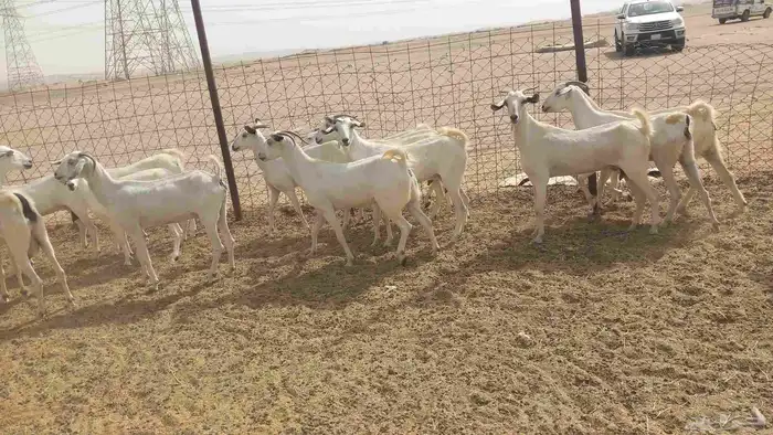 معزا بيشي طيبه 7