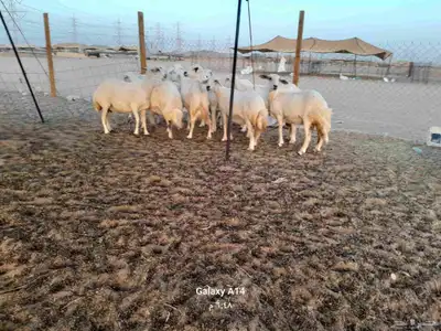 غنم حريات حرش دفيع 2