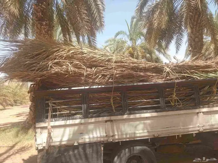 جريد للبيع في ضوحي الخرج والدلم وصحنه 1