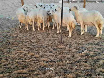 غنم حريات حرش دفيع 0