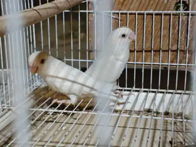 جوز روز منتج 1