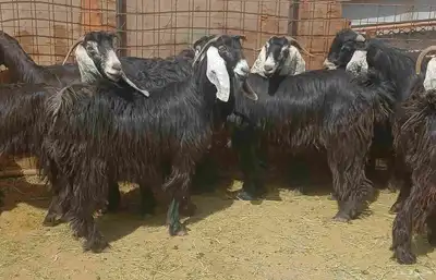 عرض معزا عوارض منوه القناي العدد 10 دفيع 0