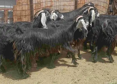 عرض معزا عوارض منوه القناي العدد 10 دفيع 9
