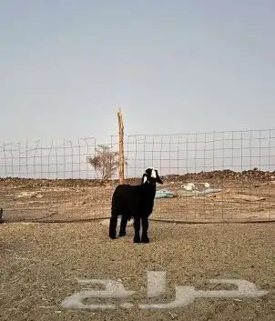 خروف نجدي فحل 0