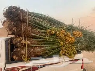 السلام عليكم يوجد لدينا نخل طيب سكري مشدول صقعي هلالي عنبره 7