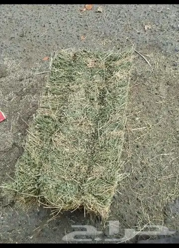 جميع انواع الاعلاف 3