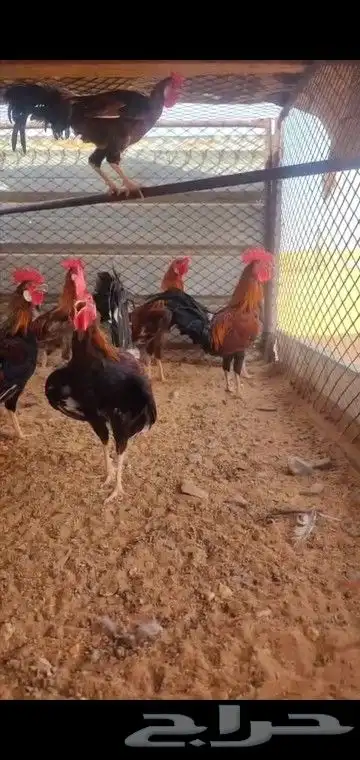 اديك العدد 10 عربي بلدي اتواصل واتساب 2