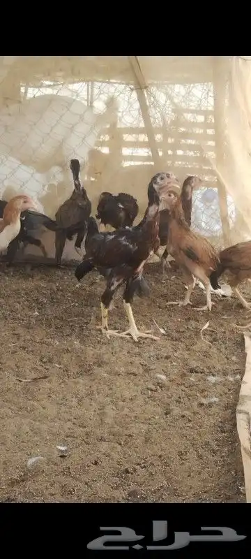 مشاء الله تبارك الرحمن دجاج سنود 0