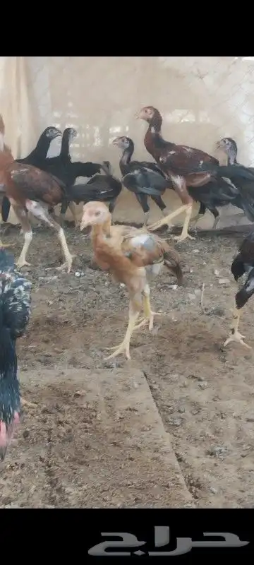 مشاء الله تبارك الرحمن دجاج سنود 1