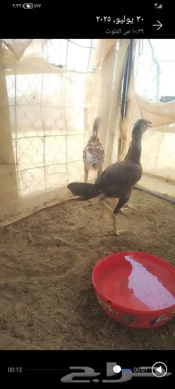 طقم سندي 0