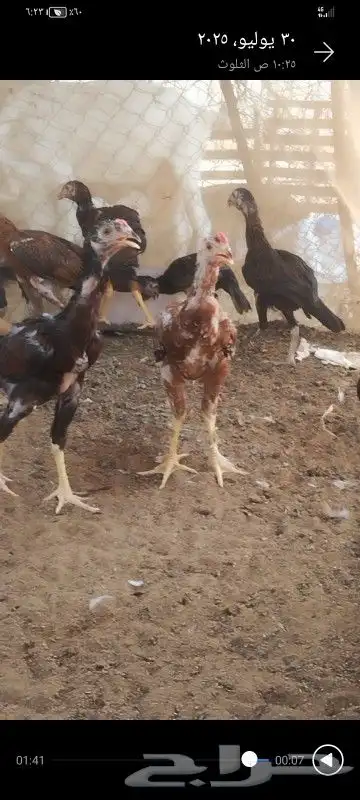 مشاء الله تبارك الرحمن دجاج سنود 2