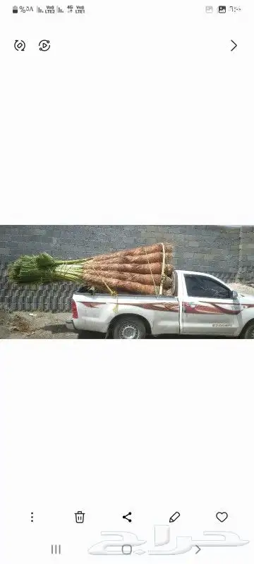 نخيل القصيم 3