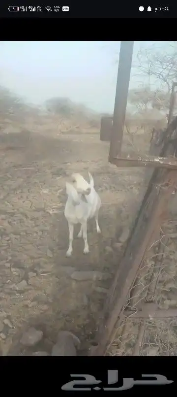 عنز البيع حائل شرط نظيفه شحم ولحم فلل 0