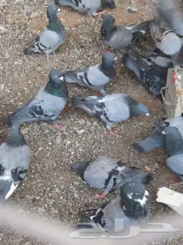 سلفر وزاجل 3