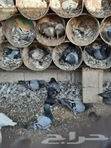 سلفر وزاجل 2